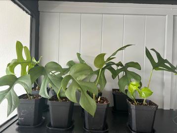 Monstera minima stekken beschikbaar voor biedingen