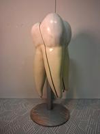 Medisch model kies, Antiek en Kunst, Ophalen of Verzenden