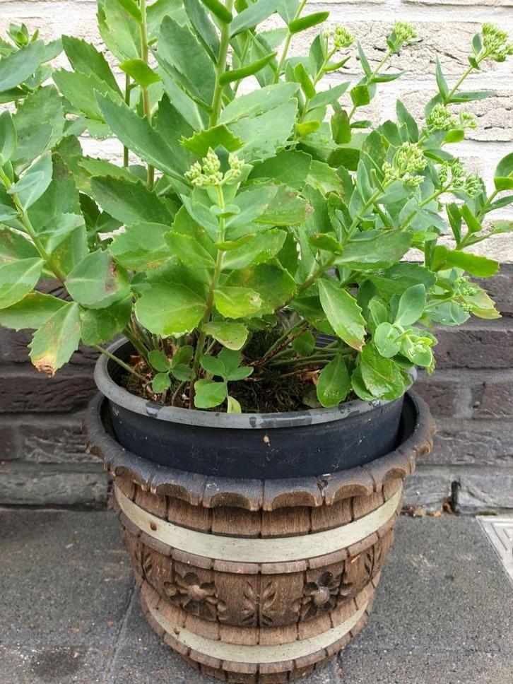 1x bruine plastiek vorstbestendige bloempot H 23 x diam 29cm, Tuin en Terras, Bloempotten, Nieuw, Aardewerk, Binnen, Minder dan 40 cm