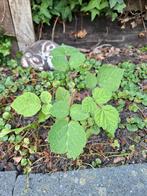 Japanse Wijnbes Stek, Tuin en Terras, Vaste plant, Ophalen of Verzenden, Halfschaduw, Zomer