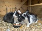 Baby hangoor konijntjes te koop, Dieren en Toebehoren, Konijnen, Meerdere dieren, Dwerg, Hangoor