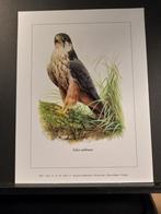 Boomvalk - Buzin - prent kunst afmeting 18 x 24 cm, Verzamelen, Verzenden, 1980 tot heden, Zo goed als nieuw, Dier