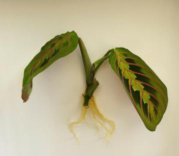 Maranta Leuconeura Fascinator Tricolor Gewortelde Stek beschikbaar voor biedingen
