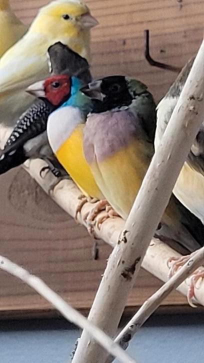 Prachtig roodkop witborst gouldamadine koppel, Dieren en Toebehoren, Vogels | Overige Vogels, Meerdere dieren