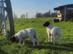 Dorper ooi tweeling lammetjes, Dieren en Toebehoren, Schapen, Geiten en Varkens, Vrouwelijk, Schaap