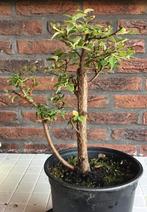 Spirea bonsai starter, Ophalen, Volle zon, Overige soorten, Minder dan 100 cm