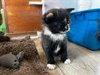 kittens, Dieren en Toebehoren, Meerdere dieren, Kortharig, 0 tot 2 jaar