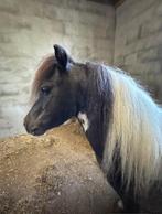 Amha / nmprs bonte mini hengst 78cm  !!!, Dieren en Toebehoren, Pony's, Gechipt, Hengst, A pony (tot 1.17m), 3 tot 6 jaar