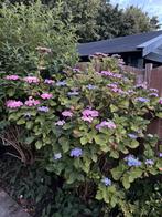 Grote Horstensia, Tuin en Terras, Planten | Struiken en Hagen, Ophalen of Verzenden, Hortensia, Minder dan 100 cm