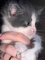 7 lieve kittens te koop lees omschrijving goed !!!, Dieren en Toebehoren, Meerdere dieren