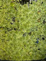 Gratis diverse waterplanten vijver/aquarium, Ophalen, Zo goed als nieuw, Plant(en), Steen of Hout