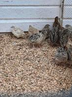 Mooie japanse kwartels, Meerdere dieren