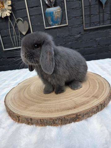 lieve kleine minilopjes beschikbaar voor biedingen