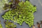 Salvinia cucullata fluweelwatervaren drijfplant aquarium, Ophalen of Verzenden, Gebruikt, Plant(en), Steen of Hout