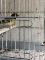 Koppel zwart kop Sijs., Dieren en Toebehoren, Meerdere dieren, Wildzangvogel, Geringd