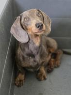 ACE: Reggie is een prachtig hondje in zijn ras!, Dieren en Toebehoren, Honden | Teckels en Dashonden, Standaard, Particulier, Rabiës (hondsdolheid)