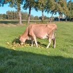 Karnemelk, Ophalen of Verzenden