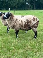 Bonte ramlammeren, Dieren en Toebehoren, Mannelijk, Schaap, 0 tot 2 jaar