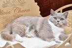 Fawn tortie British Shorthair DBE program (r 03), Kater, Gechipt, 0 tot 2 jaar