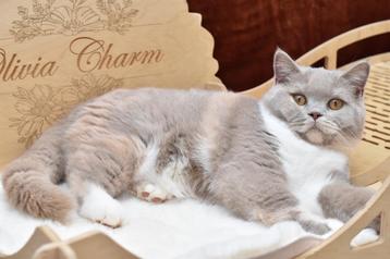 Fawn tortie British Shorthair DBE program (r 03) beschikbaar voor biedingen