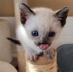 Siamese volbloed kitten, Dieren en Toebehoren, 0 tot 2 jaar, Kater, Ontwormd