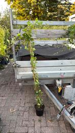 Nu of nooit zware hedera hoog 175 cm grote pot 4 pm 4,95, Ophalen, Vaste plant, Bloeit niet, Halfschaduw