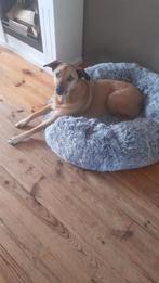 Oppas Dex. Als ik n dagje  weg  wil ( in t weekend)., Dieren en Toebehoren, Ophalen, Zo goed als nieuw
