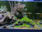 Inhoud zeeaquarium, Vis, Zoutwatervis
