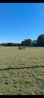 paarden opfok, Dieren en Toebehoren, Stalling en Weidegang, Weidegang, 4 paarden of pony's of meer