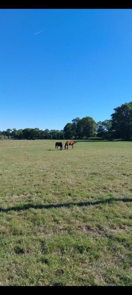 paarden opfok, Dieren en Toebehoren, Stalling en Weidegang, Opfok, Stalling, Weidegang, 4 paarden of pony's of meer