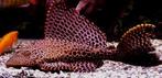 Sailfin Pleco (Pterygoplichthys gibbiceps) – L165 / L083, Dieren en Toebehoren, Vis
