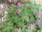 Geranium ooievaarsbek, kleur donker roze, Halfschaduw, Vaste plant, Lente, Overige soorten