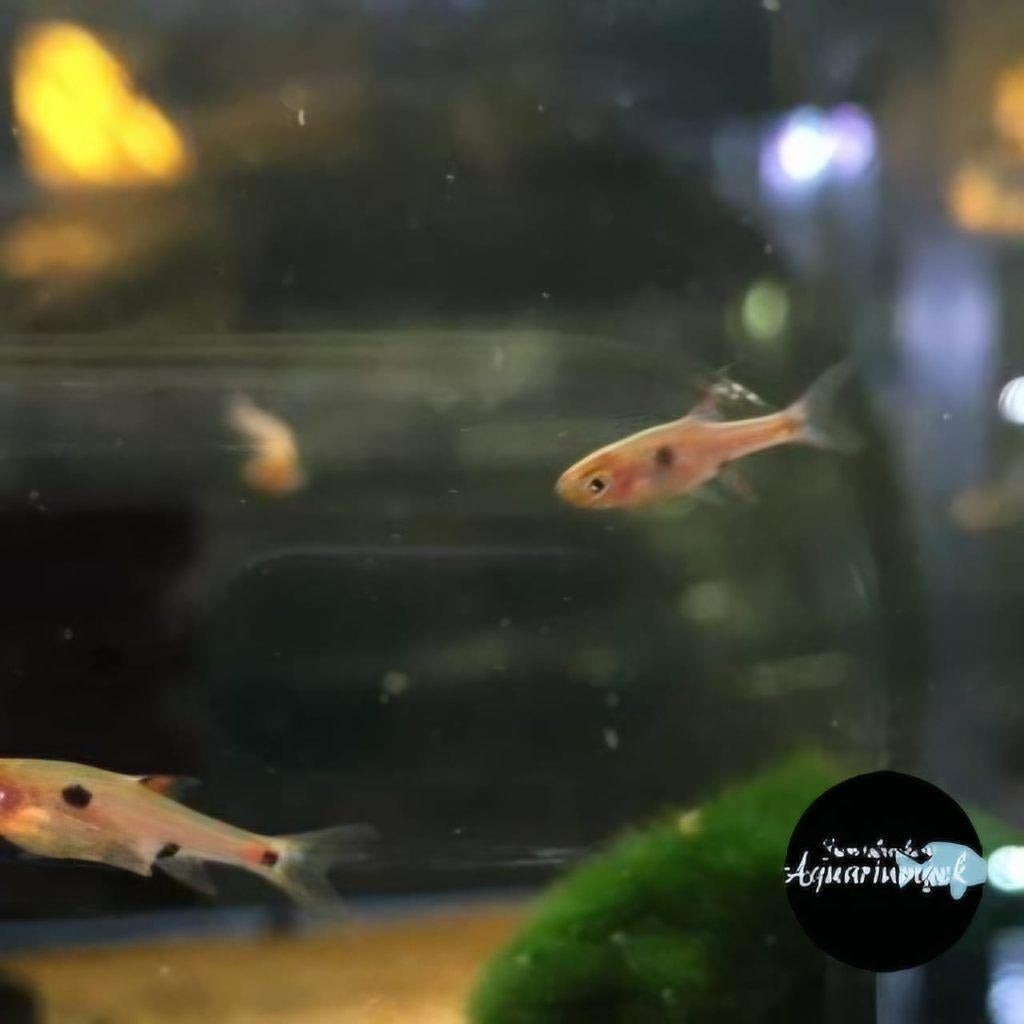 Boraras maculatus - Dwergrasbora, Dieren en Toebehoren, Vissen | Aquariumvissen, Vis, Zoetwatervis