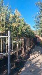 zevenzonenboom heptacodium miconioides hoogstam boom, Overige soorten, Zomer, Ophalen, Volle zon