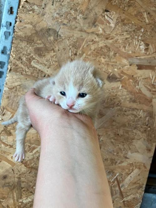 Nog 3kittens, Dieren en Toebehoren, Katten en Kittens | Overige Katten, Kortharig, Meerdere dieren, 0 tot 2 jaar
