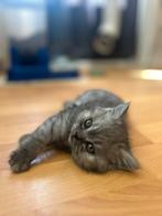 Britse korthaar tabby kittens te koop!, Dieren en Toebehoren, Katten en Kittens | Raskatten | Korthaar, Kater, 0 tot 2 jaar