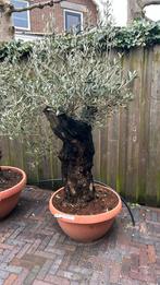 Olea Europaea olijfboom stamomtrek 60/80 cm, Tuin en Terras, Bloembakken en Plantenbakken, Ophalen of Verzenden