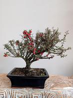 Cotoneaster Bonsai, Bloeit niet, Halfschaduw, Minder dan 100 cm, Overige soorten