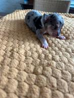 Prachtige chihuahua pups te koop,Black and tan en bleu merle, Dieren en Toebehoren, Honden | Chihuahua's en Gezelschapshonden