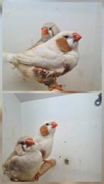 Te koop 2 koppelen oranje isabel man van 2025, Dieren en Toebehoren, Vogels | Overige Vogels, Mannelijk