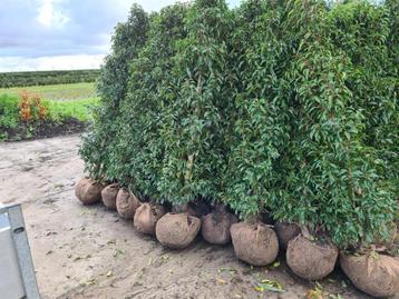 Portugese laurier haagplanten in alle hoogtes beschikbaar voor biedingen