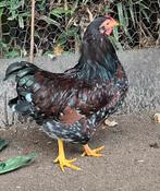 Mooi haantje, Wyandotte kriel, Dieren en Toebehoren, Pluimvee, Mannelijk, Kip