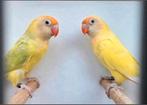 Koppel nigrigenis agapornis, Dieren en Toebehoren, Meerdere dieren, Dwergpapegaai of Agapornis, Geringd
