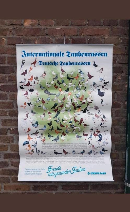 Geïllustreerde sierduivenposter duiven sierduiven rassen, Dieren en Toebehoren, Vogels | Duiven, Kropper, Meerdere dieren