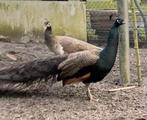 Buford bronze pauwen, Dieren en Toebehoren, Pluimvee