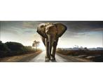 Schilderij glas olifant 50x125 cm, Ophalen