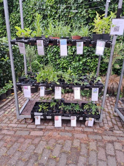 Alle dagen tuin plantjes verkoop in Gieten, Tuin en Terras, Planten | Tuinplanten, Eenjarig, Overige soorten, Volle zon, Zomer