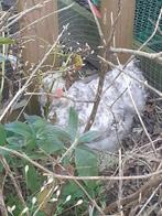 Wyandotte zijdehoender cochin kriel kip hen haan, Dieren en Toebehoren, Pluimvee, Meerdere dieren, Kip