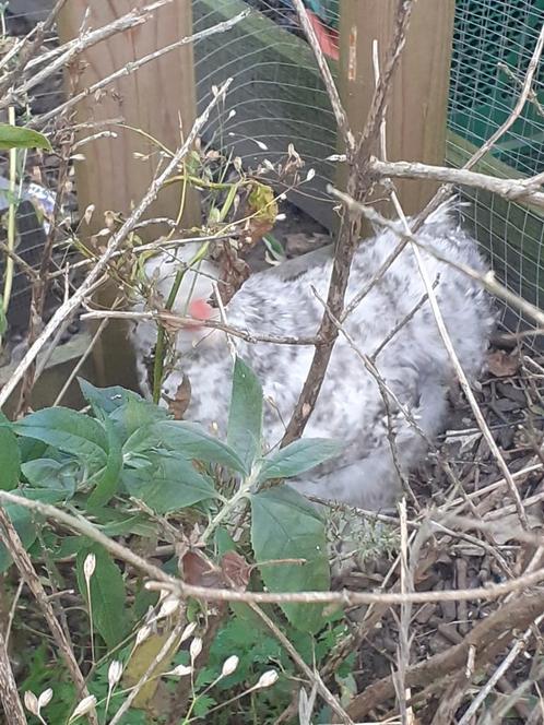 Wyandotte zijdehoender cochin kriel kip hen haan, Dieren en Toebehoren, Pluimvee, Kip, Meerdere dieren