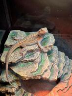 Baardagaam transculent (man), Dieren en Toebehoren, Reptielen en Amfibieën, Hagedis, 0 tot 2 jaar